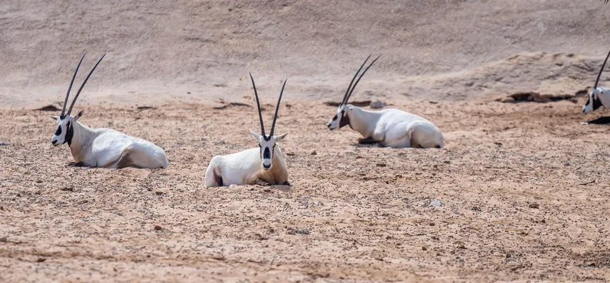 Arabian oryx resting on the sand in the Dubai desert